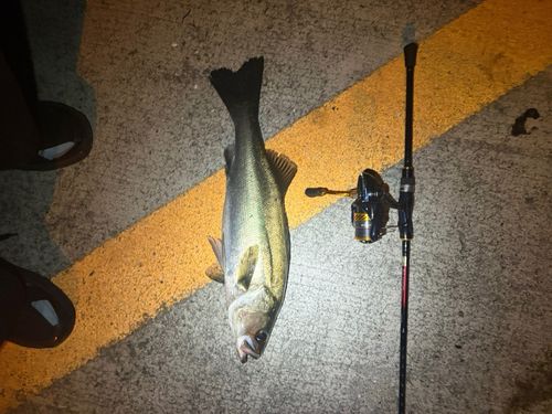 スズキの釣果