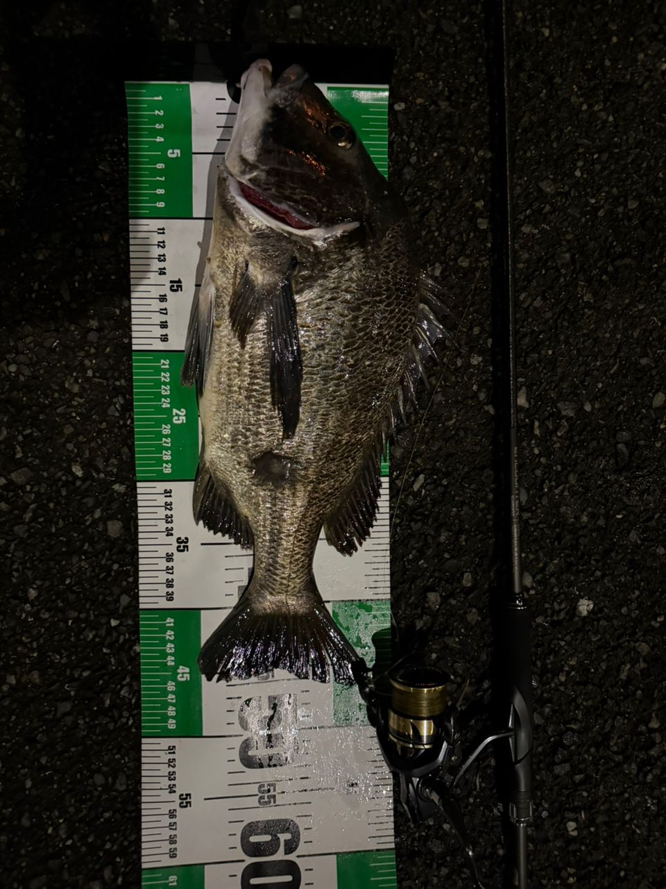 チヌの釣果写真