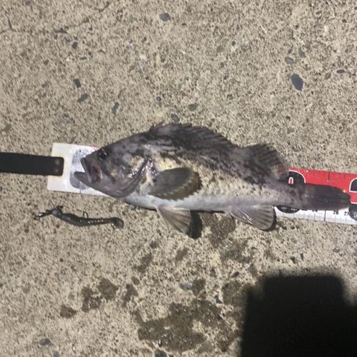 クロソイの釣果