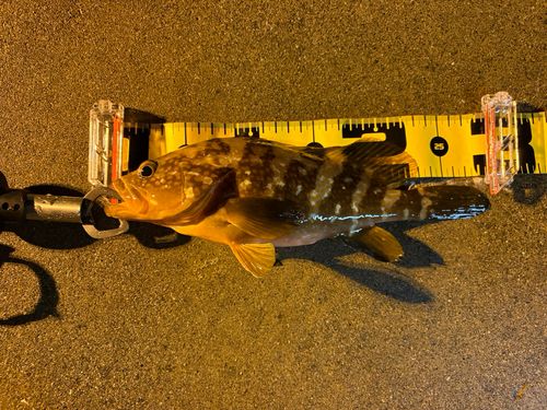 アコウの釣果