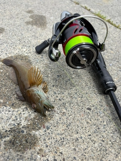 アナハゼの釣果