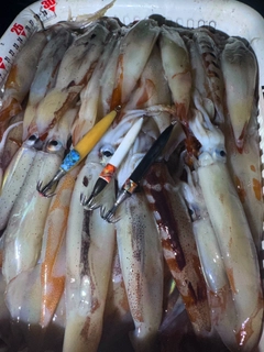 ムギイカの釣果