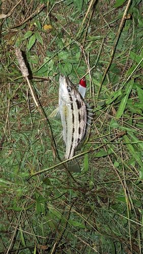 シマイサキの釣果