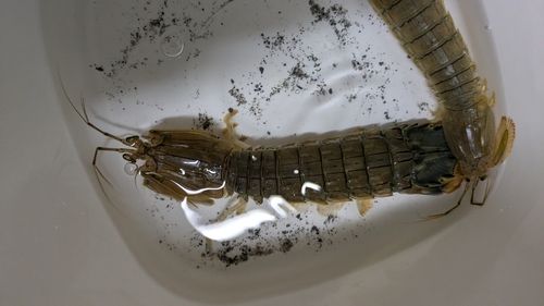 シャコの釣果