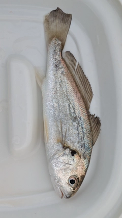 イシモチの釣果