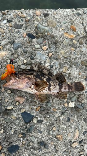 タケノコメバルの釣果