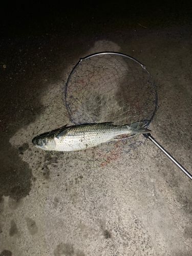 ボラの釣果