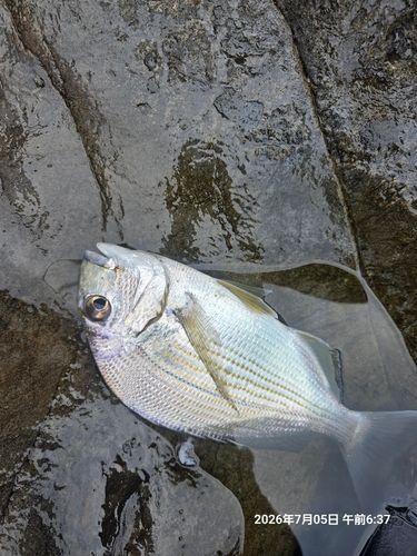 ヘダイの釣果