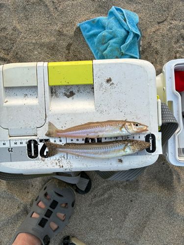 シロギスの釣果