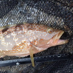 キジハタの釣果