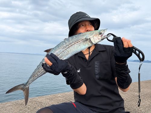 サゴシの釣果