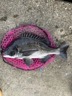 クロダイの釣果