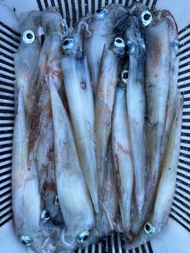 ヤリイカの釣果