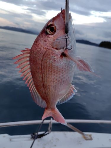 マダイの釣果