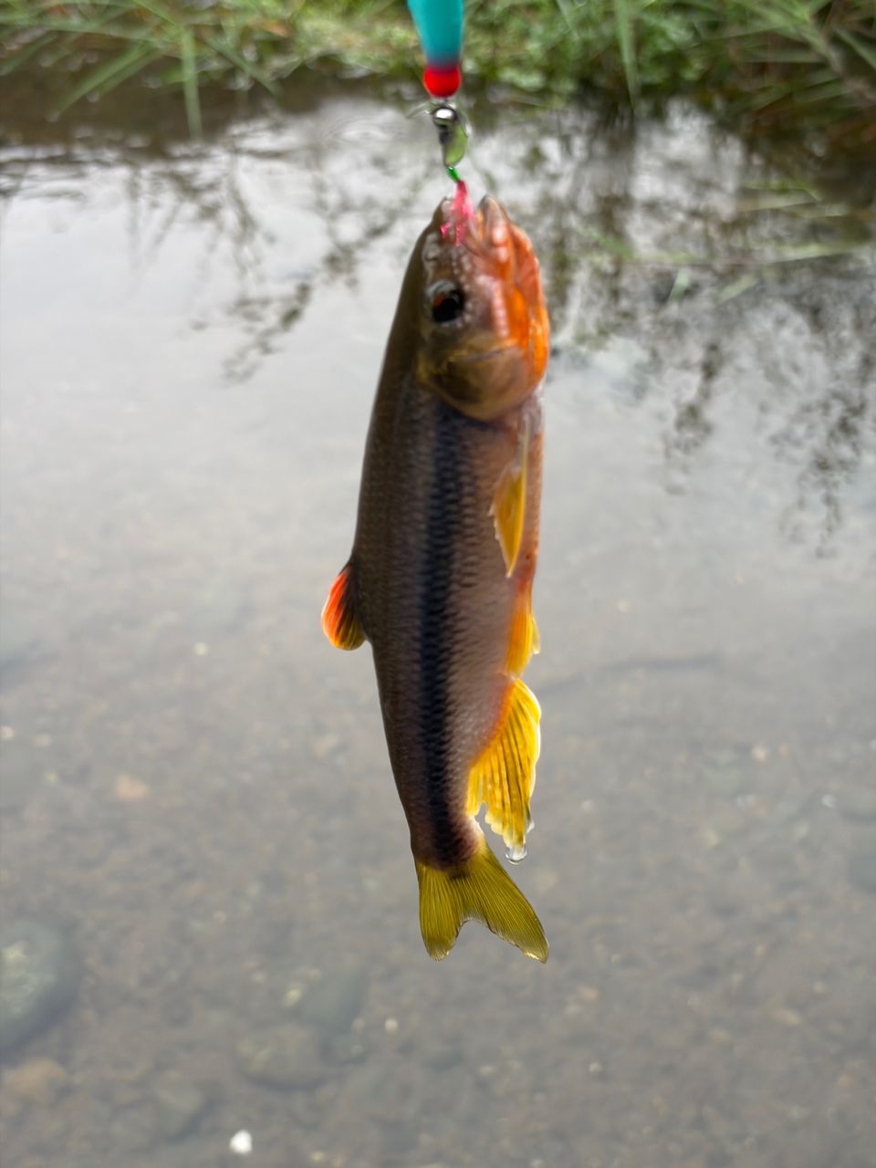 SHIMANO 21ソアレXR S76UL-Tの最安値・インプレ・釣果 | 本音の口コミ