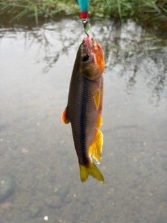 カワムツの釣果