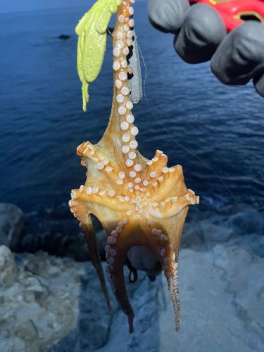タコの釣果