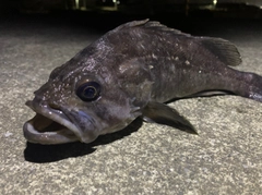 クロソイの釣果