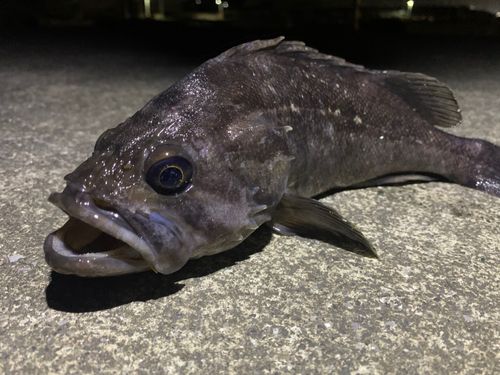 クロソイの釣果