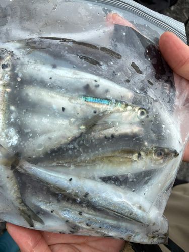 カマスの釣果