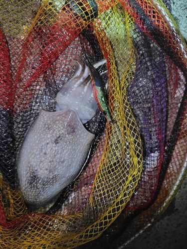 シリヤケイカの釣果