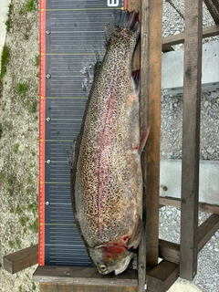 ニジマスの釣果