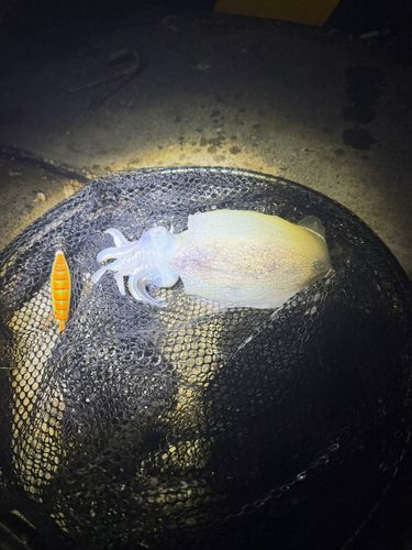 シリヤケイカの釣果