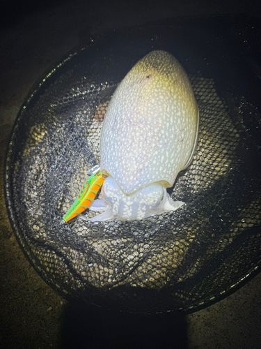 シリヤケイカの釣果