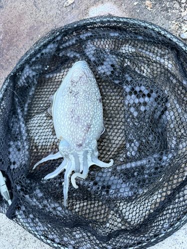 シリヤケイカの釣果