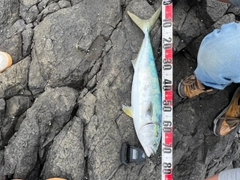 ワラサの釣果