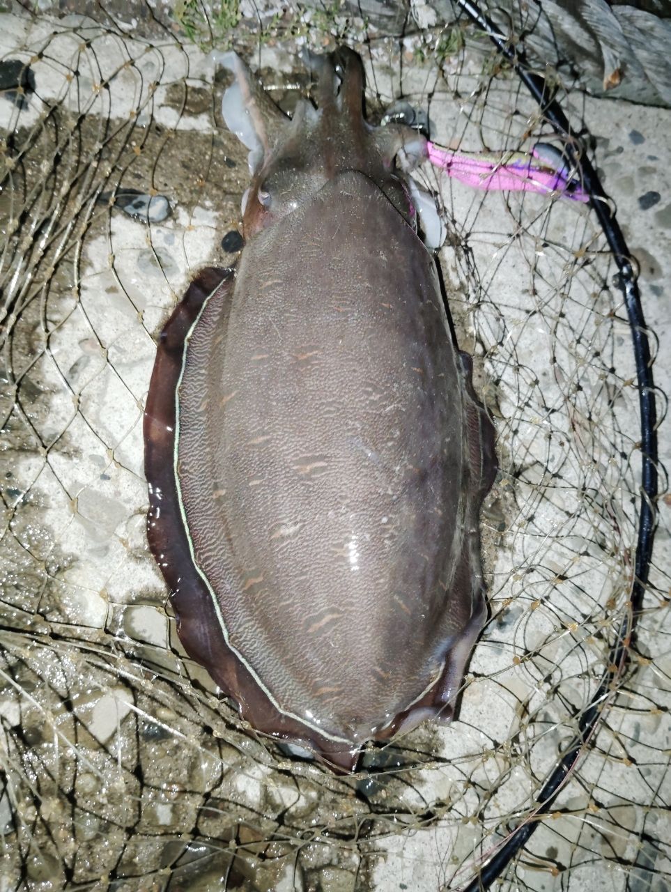 モンゴウイカの釣果写真