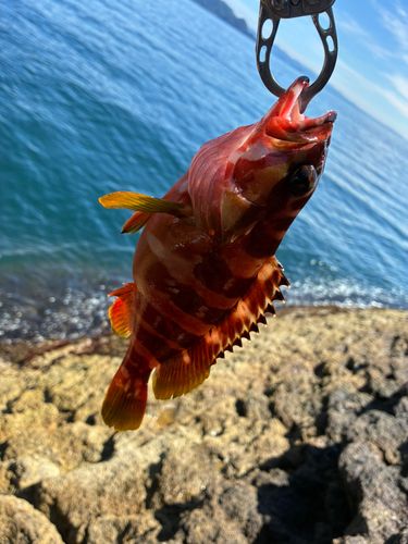アカハタの釣果