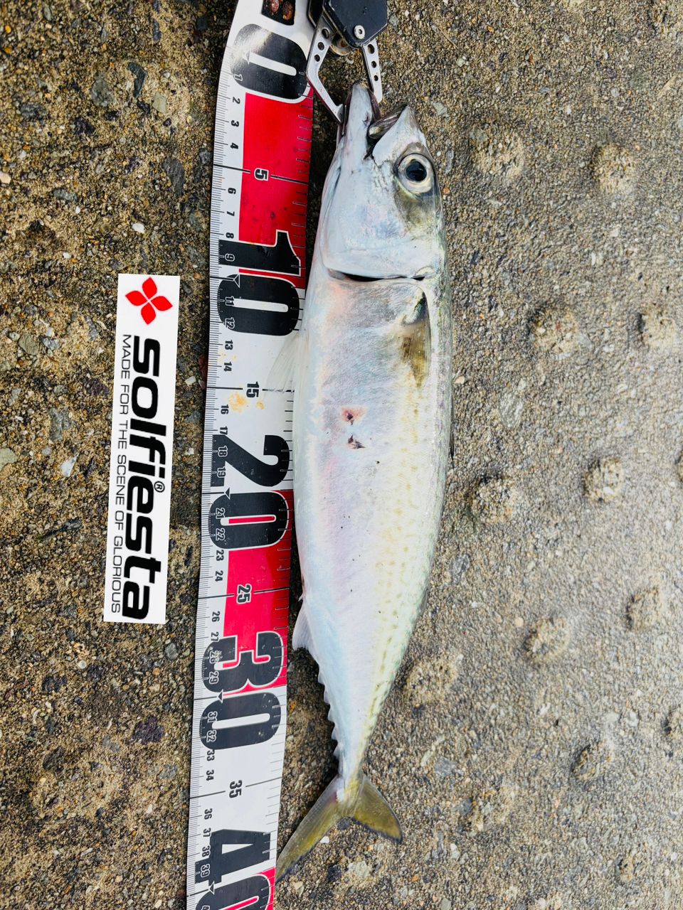 DAIWA 22カルディア SW 6000S-Hの最安値・インプレ・釣果 | 本音の
