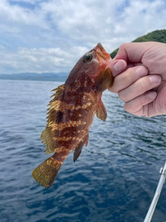 アコウの釣果