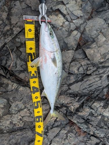 ワラサの釣果