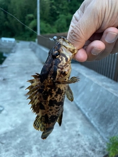 タケノコメバルの釣果