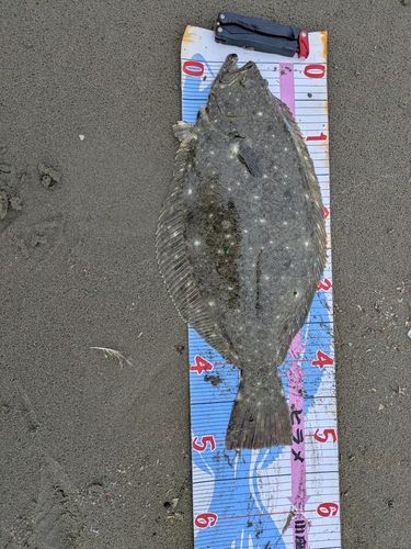 ヒラメの釣果