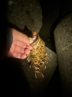 カサゴの釣果