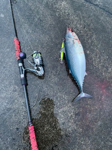 スマガツオの釣果