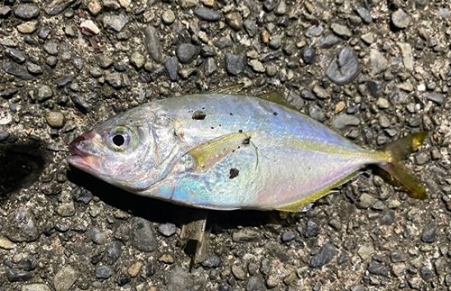 シマアジの釣果