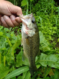 ラージマウスバスの釣果
