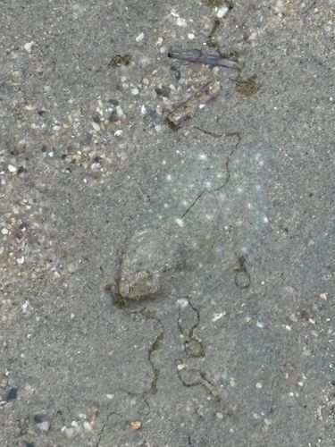 カレイの釣果