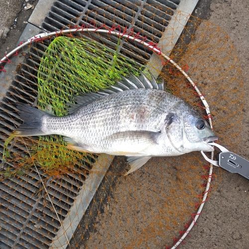 キビレの釣果