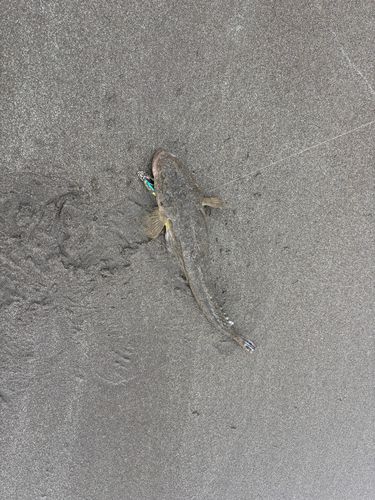 コチの釣果
