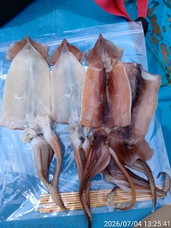 スルメイカの釣果