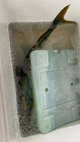 ツバスの釣果