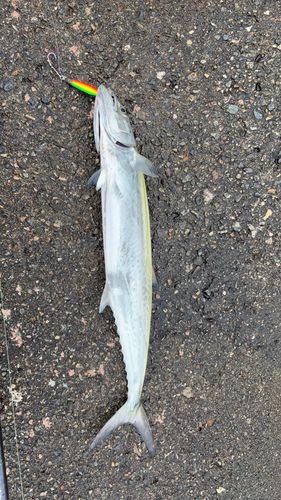 サゴシの釣果