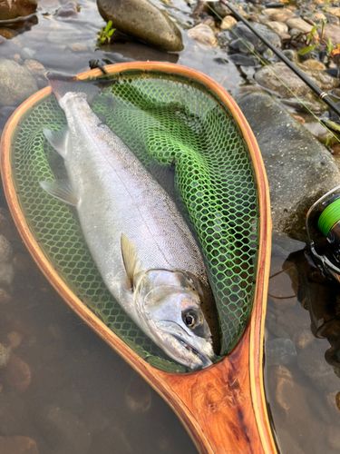 ヤマメの釣果