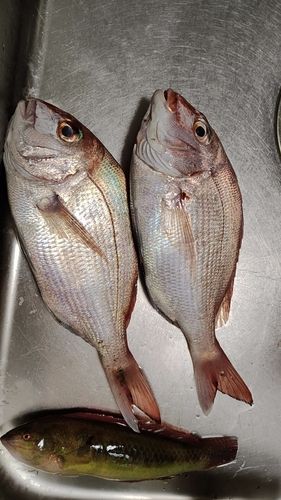 マダイの釣果