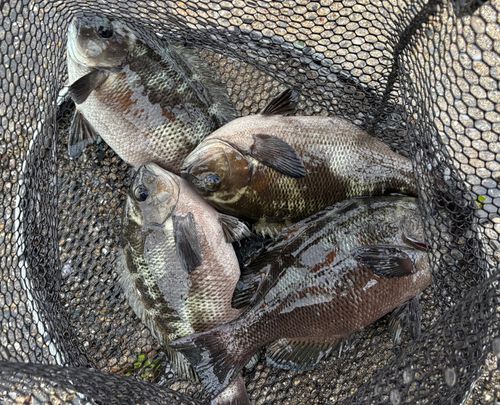 グレの釣果